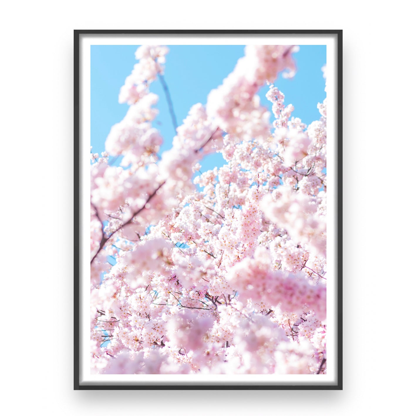 CHERRY BLOSSOM